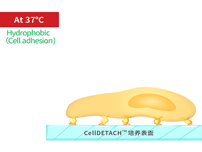 37℃時(shí)，溫敏聚合物涂層為高分子卷縮狀態(tài)，表現(xiàn)為輕度疏水性，更有利于細(xì)胞的貼附