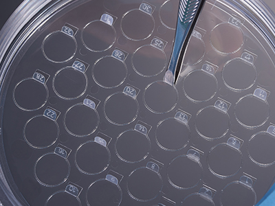 細胞爬片柄成一定角度翹起，方便操作者直接夾取