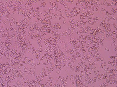 經(jīng)細胞培養(yǎng)測試驗證，細胞貼壁率達 90% 以上，貼壁細胞活率達95%以上