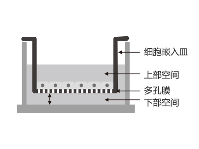 懸掛式設(shè)計(jì)，嵌入皿移細(xì)胞嵌入皿移動(dòng)時(shí)單層細(xì)胞不受影響上部空間 ，還能防止培養(yǎng)液通過(guò)中毛細(xì)作用流失